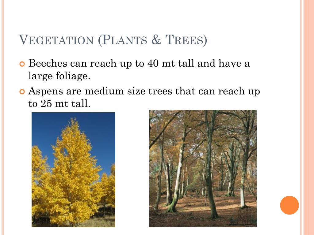 PPT Temperate Forest PowerPoint Presentation ID2354037
