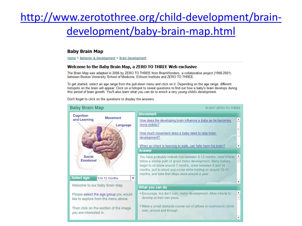 PPT Growth and development of the infant and toddler PowerPoint