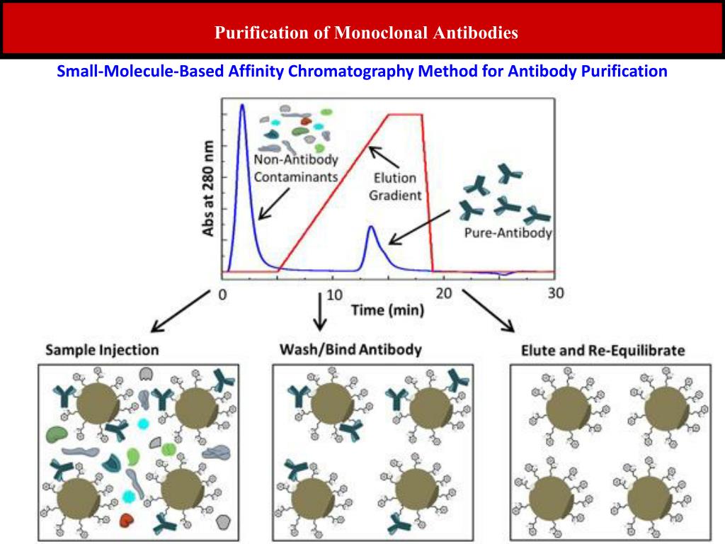 PPT Outline Lecture 2 Production of Polyclonal