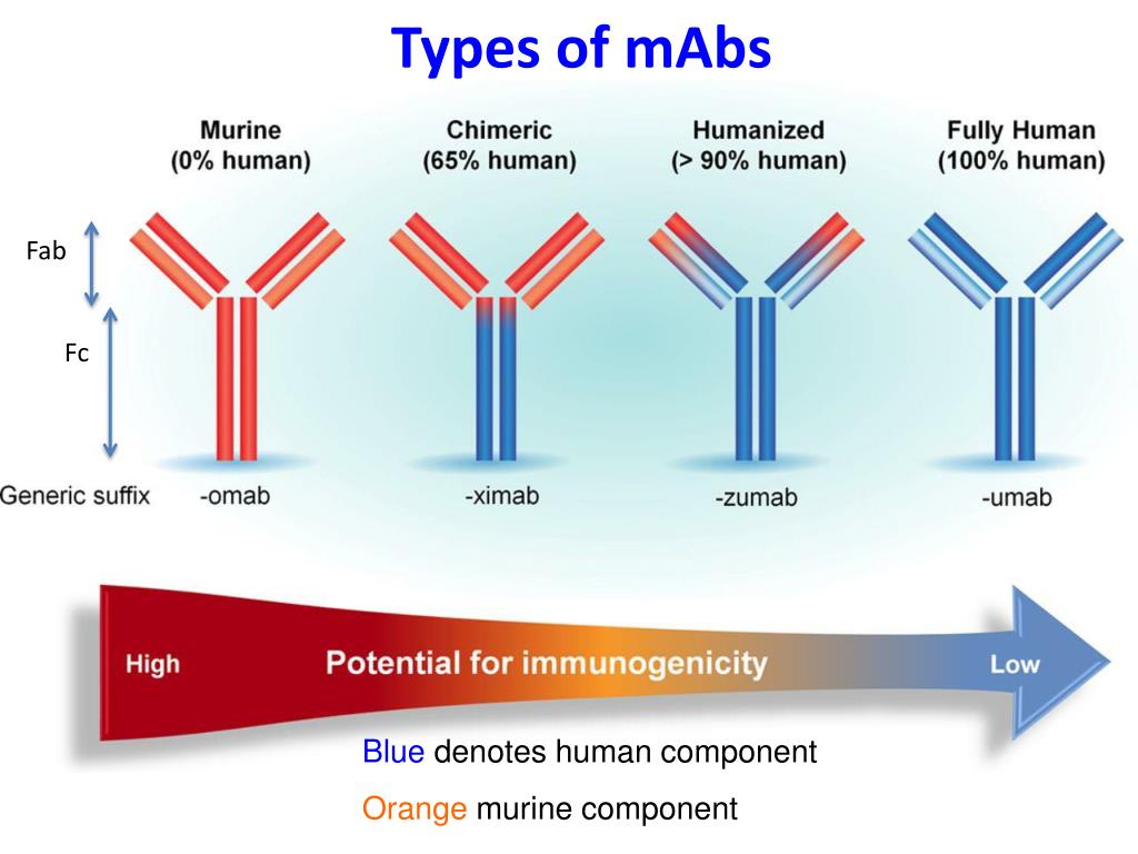 PPT Outline Lecture 4 Applications of Monoclonal Antibodies In