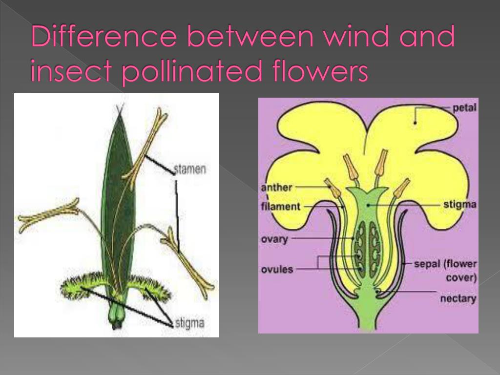 PPT Reproduction in plants PowerPoint Presentation, free download