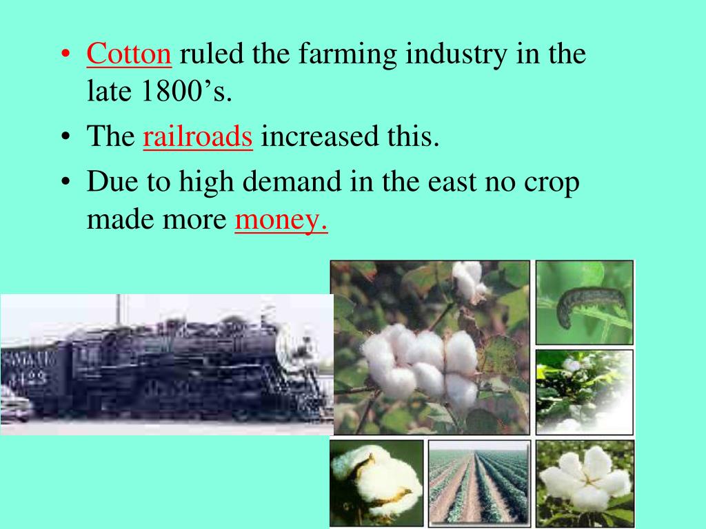 PPT King Cotton PowerPoint Presentation, free download ID2356258