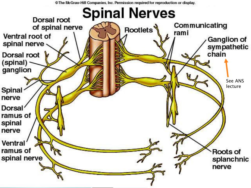 PPT Radicular Syndrome PowerPoint Presentation, free download ID
