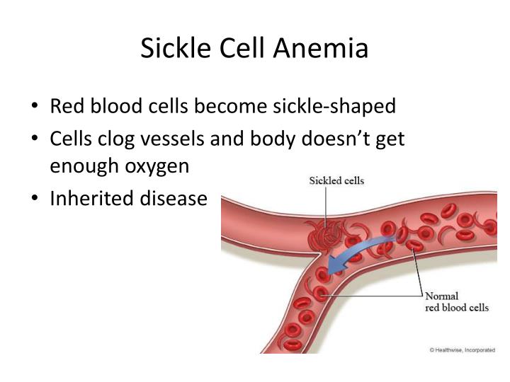 PPT The Cardiovascular System PowerPoint Presentation ID2357843