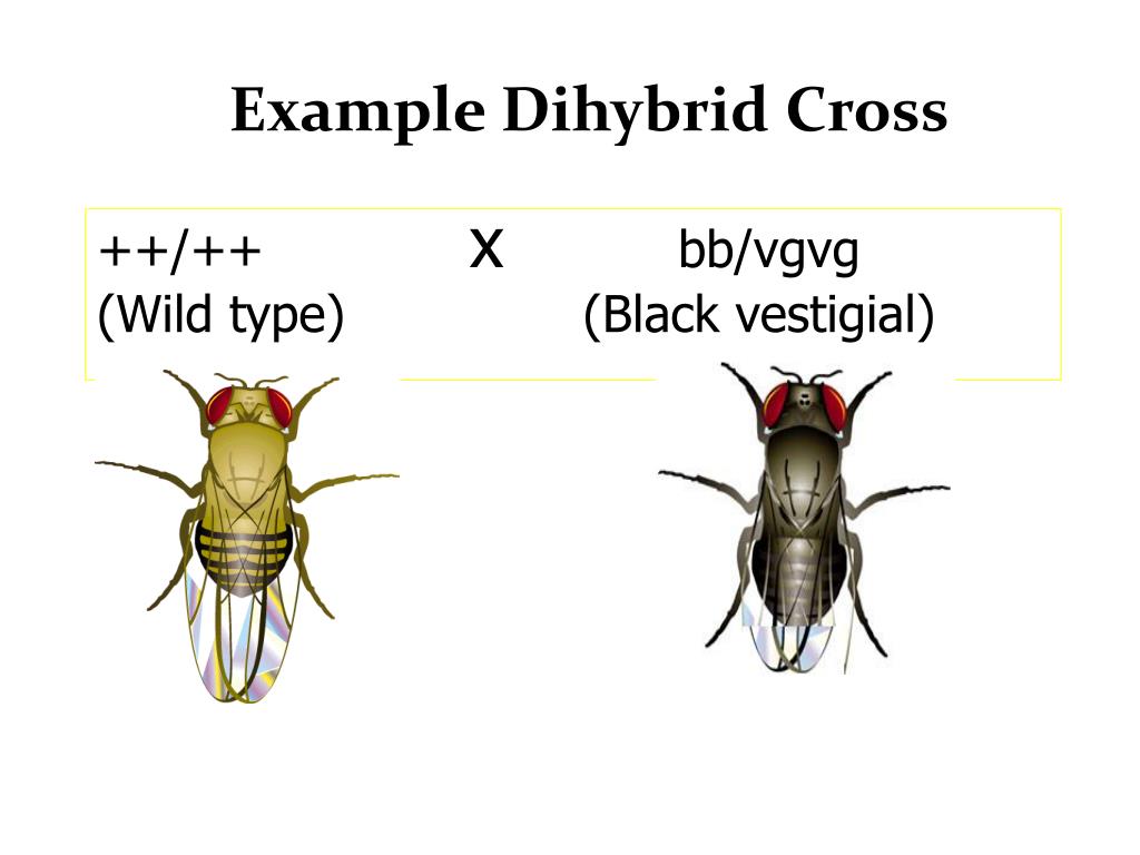 PPT Fruit Fly PowerPoint Presentation, free download ID