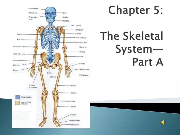 PPT Chapter 5 The Skeletal System— Part A PowerPoint Presentation