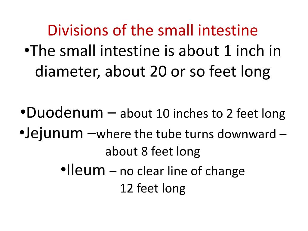 PPT Digestive System PowerPoint Presentation, free download ID2360600