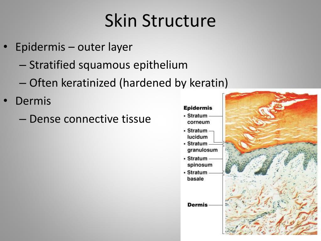 PPT Skin and Body Membranes PowerPoint Presentation, free download
