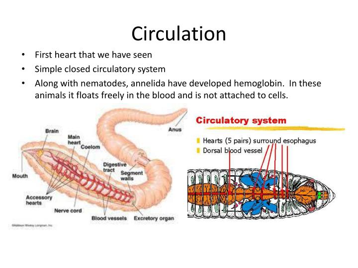 PPT Phylum Annelida (segmented worms) PowerPoint Presentation ID