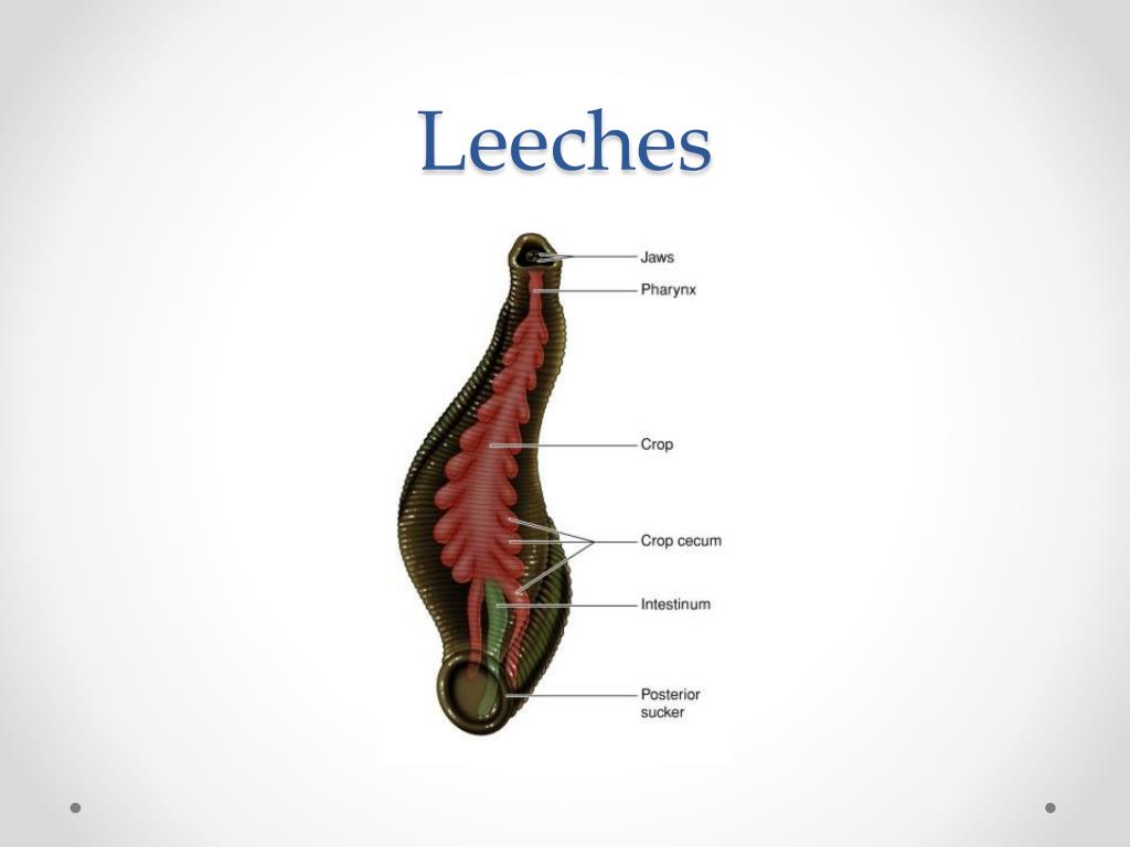 PPT Segmented worms PowerPoint Presentation, free