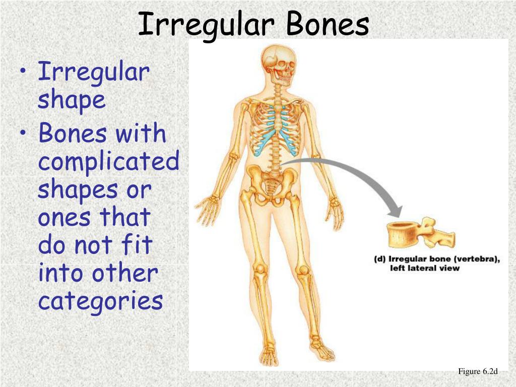 PPT Chapter 6 Bones and Skeletal Tissues PowerPoint Presentation
