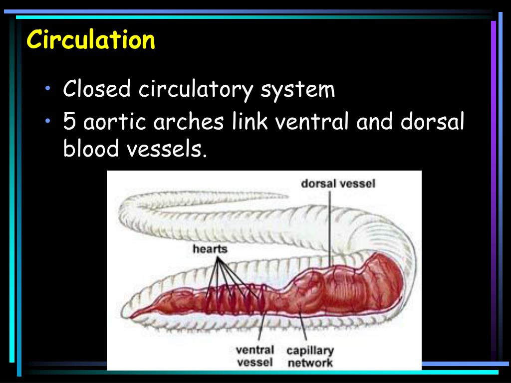PPT Phylum Annelida PowerPoint Presentation, free download ID2361384