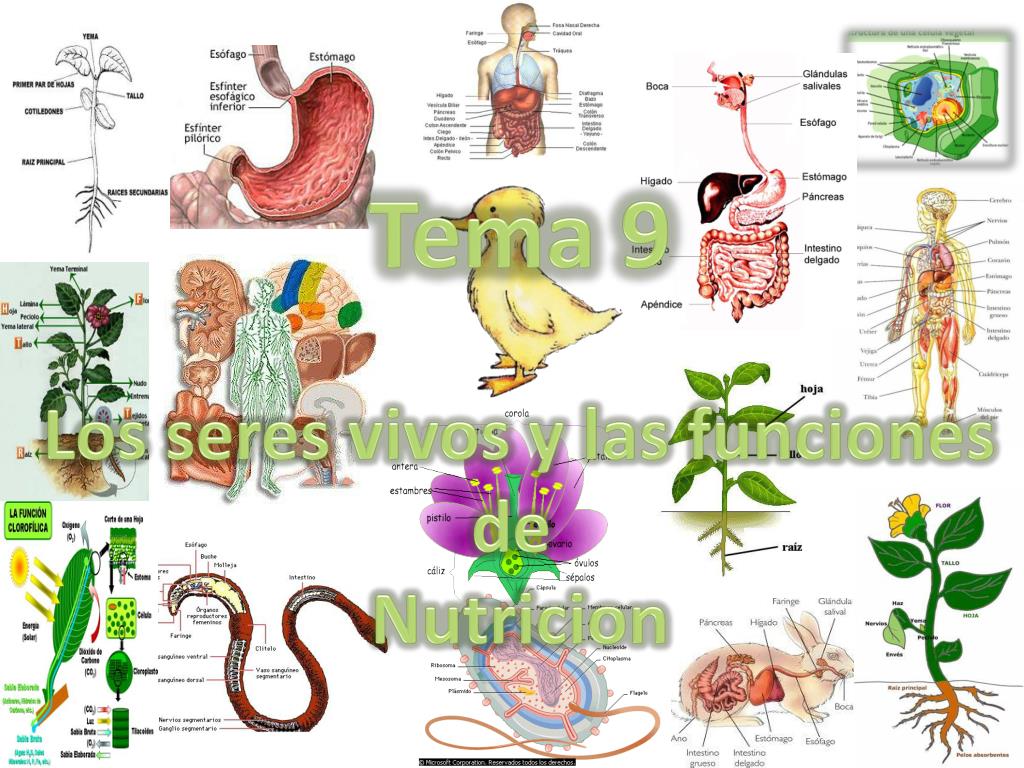 PPT Tema 9 Los seres vivos y las funciones d e Nutricion PowerPoint
