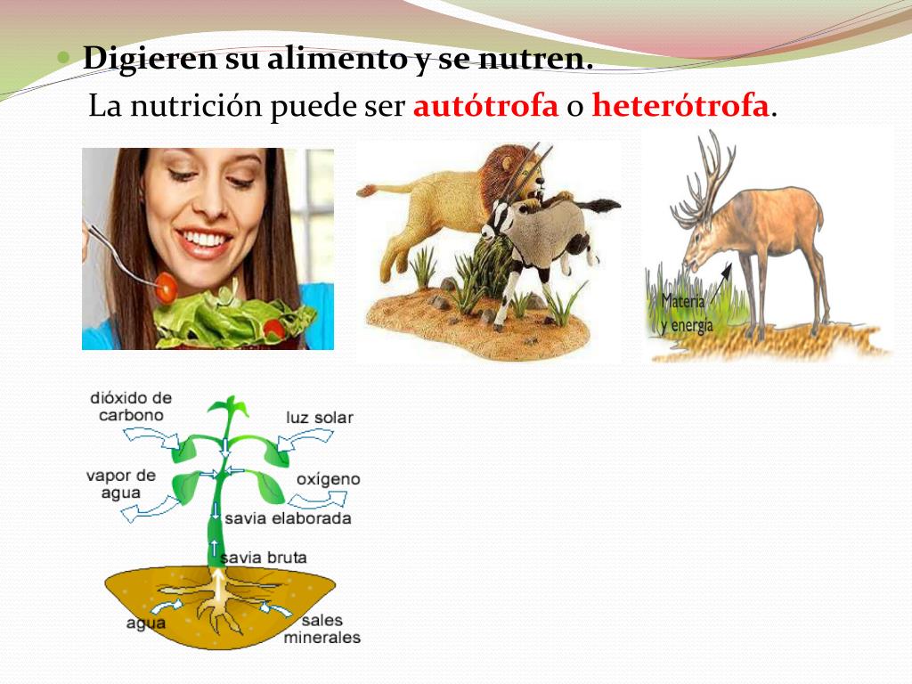 PPT Características de los seres vivos PowerPoint Presentation, free