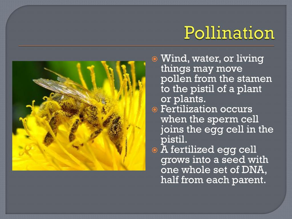 PPT How do plants stay alive and produce offspring? PowerPoint