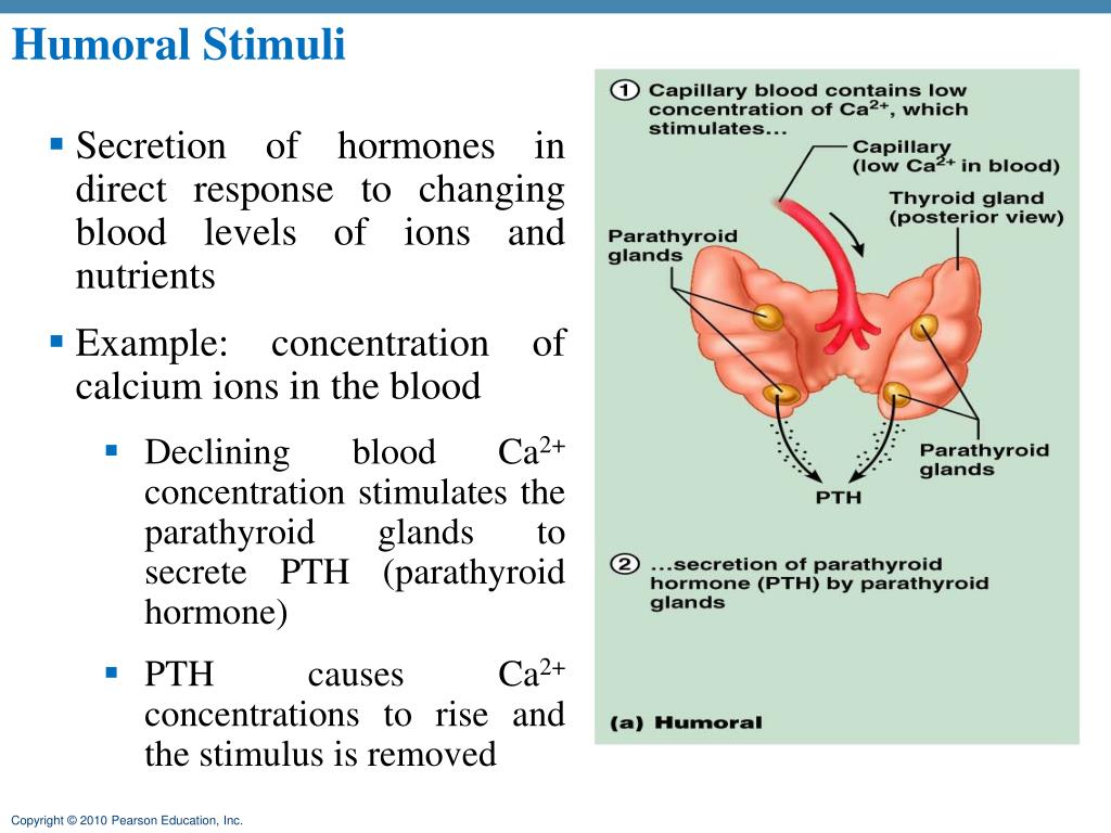PPT Endocrine system PowerPoint Presentation, free download ID2364342