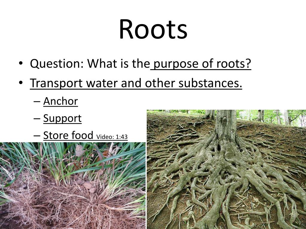 PPT Plant Growth & Development PowerPoint Presentation, free download