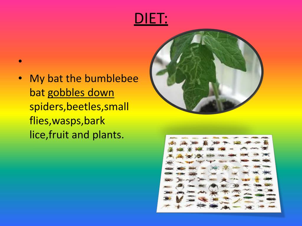 PPT THE BUMBLEBEE BAT BY Philippa PowerPoint Presentation, free