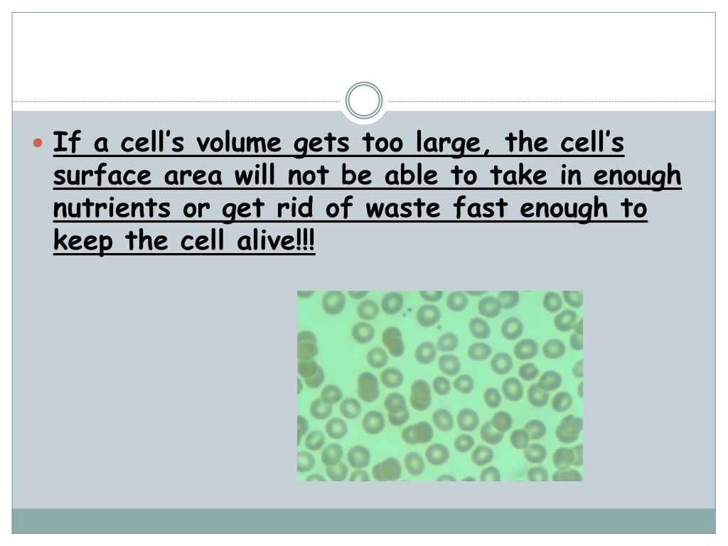 PPT Cell Unit Day 1 PowerPoint Presentation, free download ID2368554