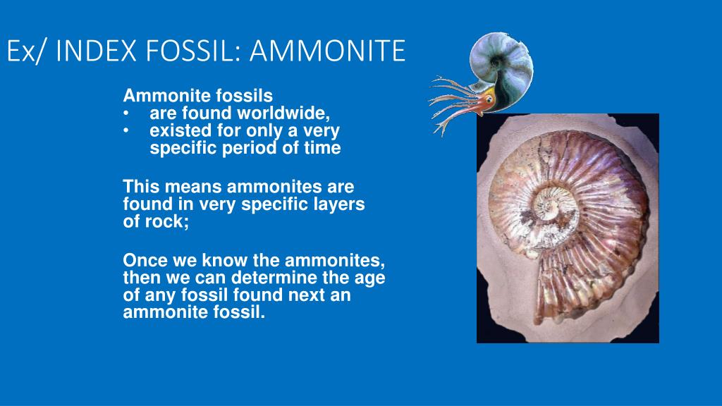 PPT INDEX FOSSIL PowerPoint Presentation, free download ID2368684