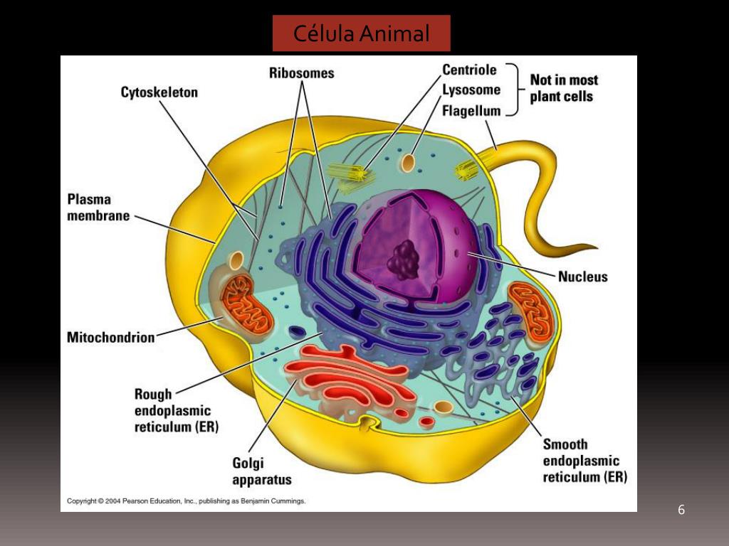 PPT CÉLULAS TIPOS O rigen de la célula eucariota ORGANELOS 2012