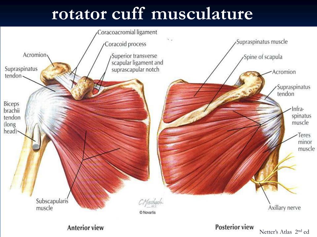 PPT Organization of the Upper Limb PowerPoint