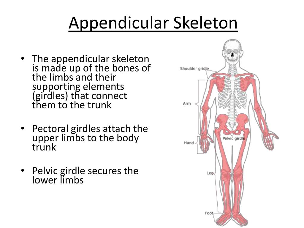 PPT The Skeletal System PowerPoint Presentation, free download ID