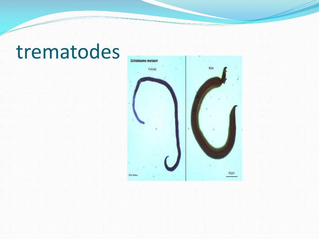 PPT parasites PowerPoint Presentation, free download ID2371955