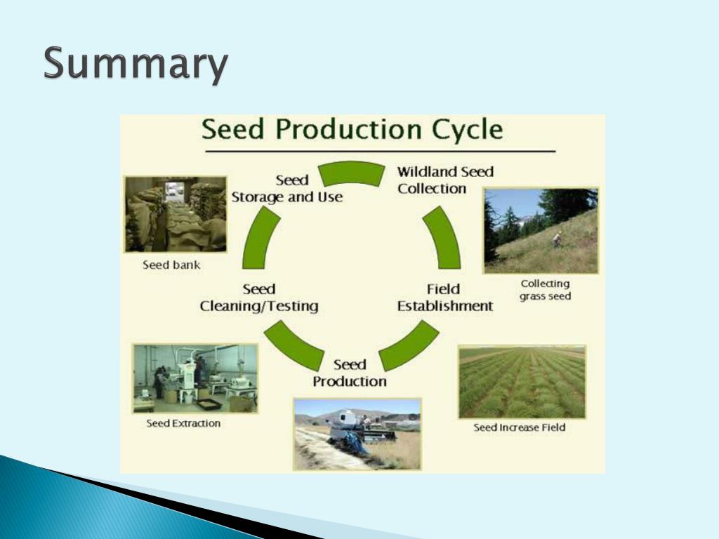 PPT Quality Seed Production PowerPoint Presentation, free download