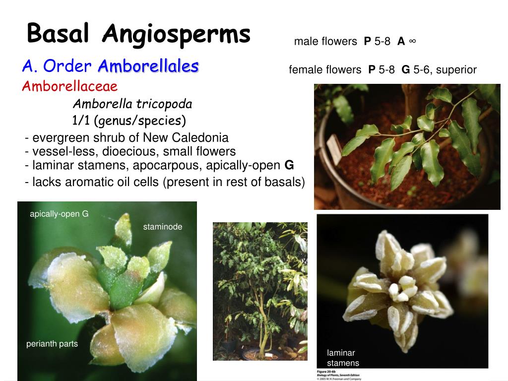 PPT The “ basal ” angiosperms paraphyletic assemblage not a