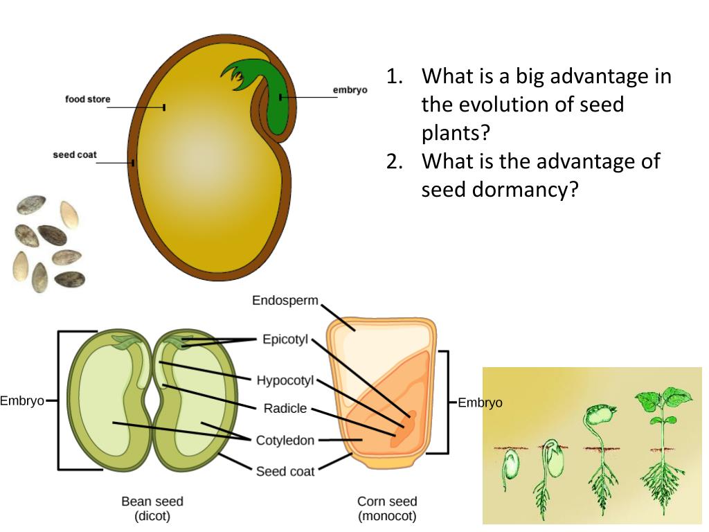 PPT Why do plants need sunlight? PowerPoint Presentation, free
