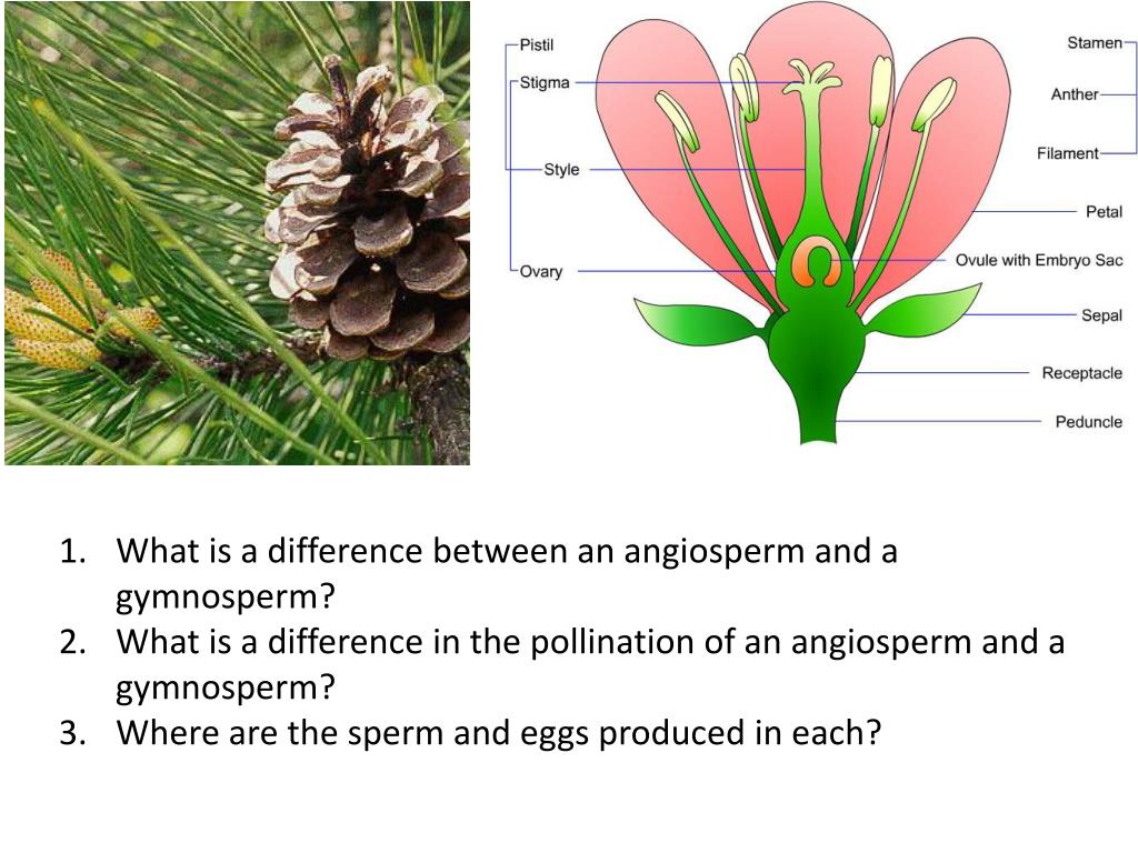 PPT Why do plants need sunlight? PowerPoint Presentation, free