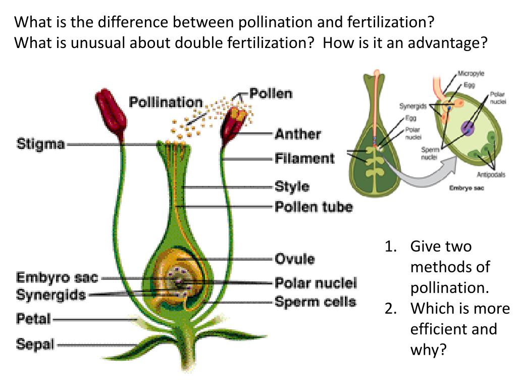 PPT Why do plants need sunlight? PowerPoint Presentation, free