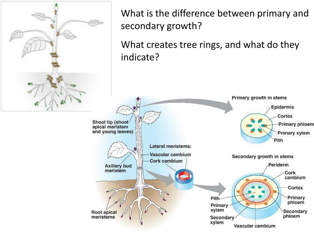 PPT Why do plants need sunlight? PowerPoint Presentation, free