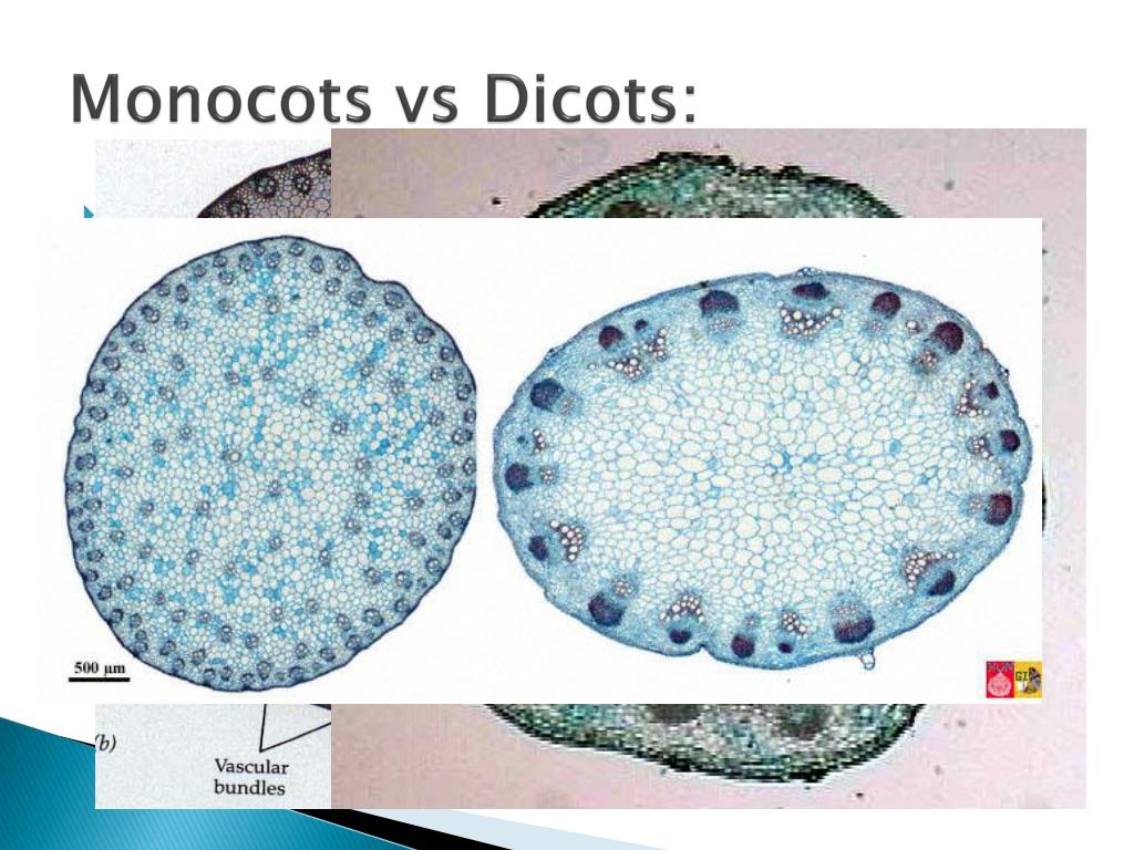 PPT Four functions of stems PowerPoint Presentation, free download