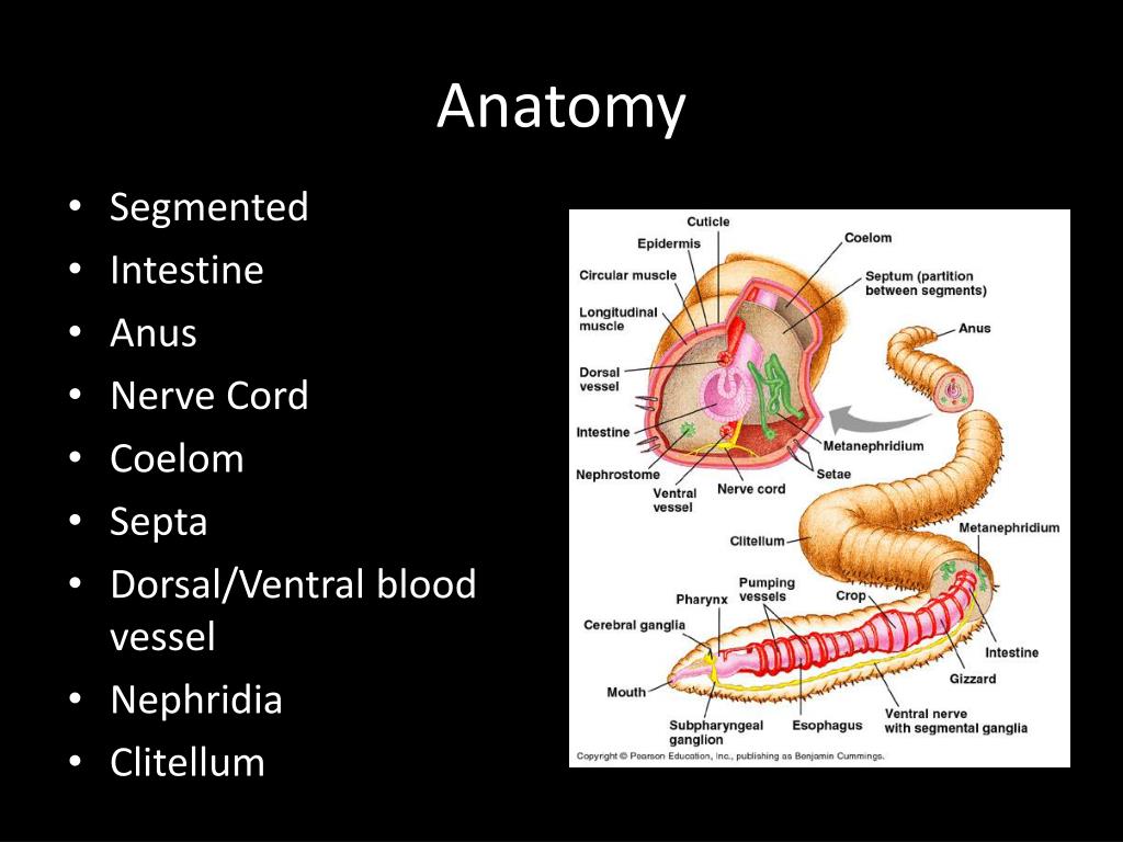 PPT Phylum Annelida (Earthworms, Sandworms, Leeches) PowerPoint