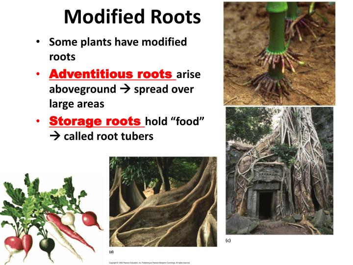 PPT Plant Structure (Leaves, Stems, Roots) PowerPoint Presentation