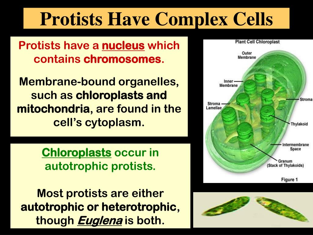 PPT PROTISTS PowerPoint Presentation, free download ID2375340