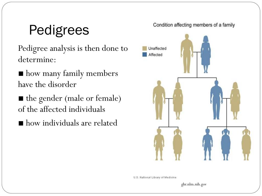 PPT Blueprint of Life Topic 9 Pedigrees PowerPoint