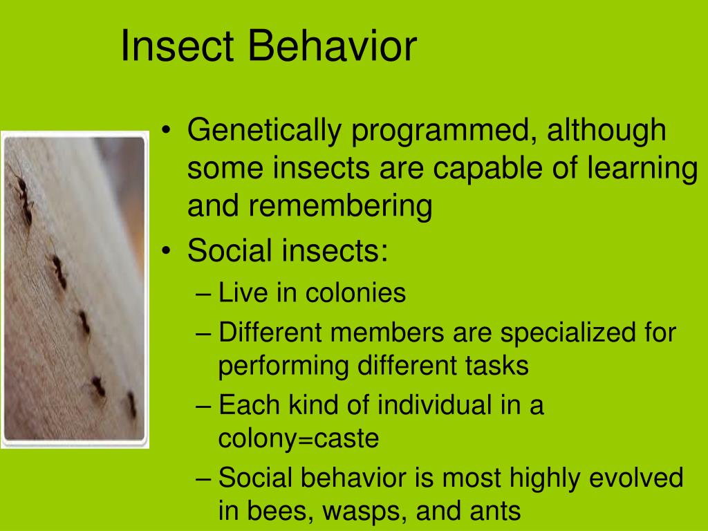 PPT Insects PowerPoint Presentation, free download ID2380670