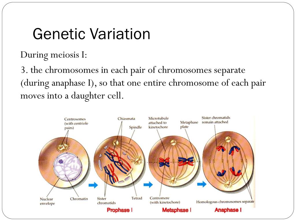 PPT Blueprint of Life Topic 11 Chromosomes, Meiosis and Gamete Formation PowerPoint