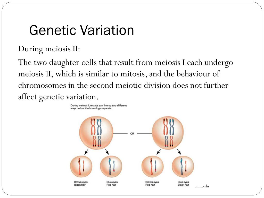PPT Blueprint of Life Topic 11 Chromosomes, Meiosis and Gamete Formation PowerPoint
