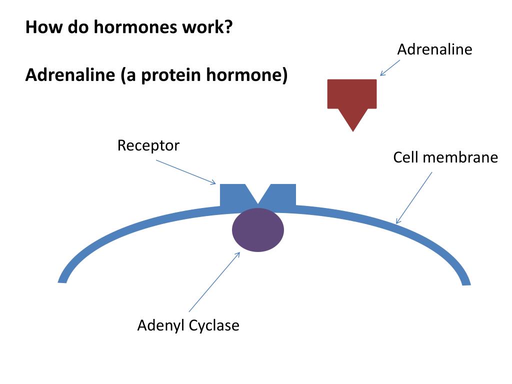 PPT The Endocrine S ystem Endocrine glands produce hormones