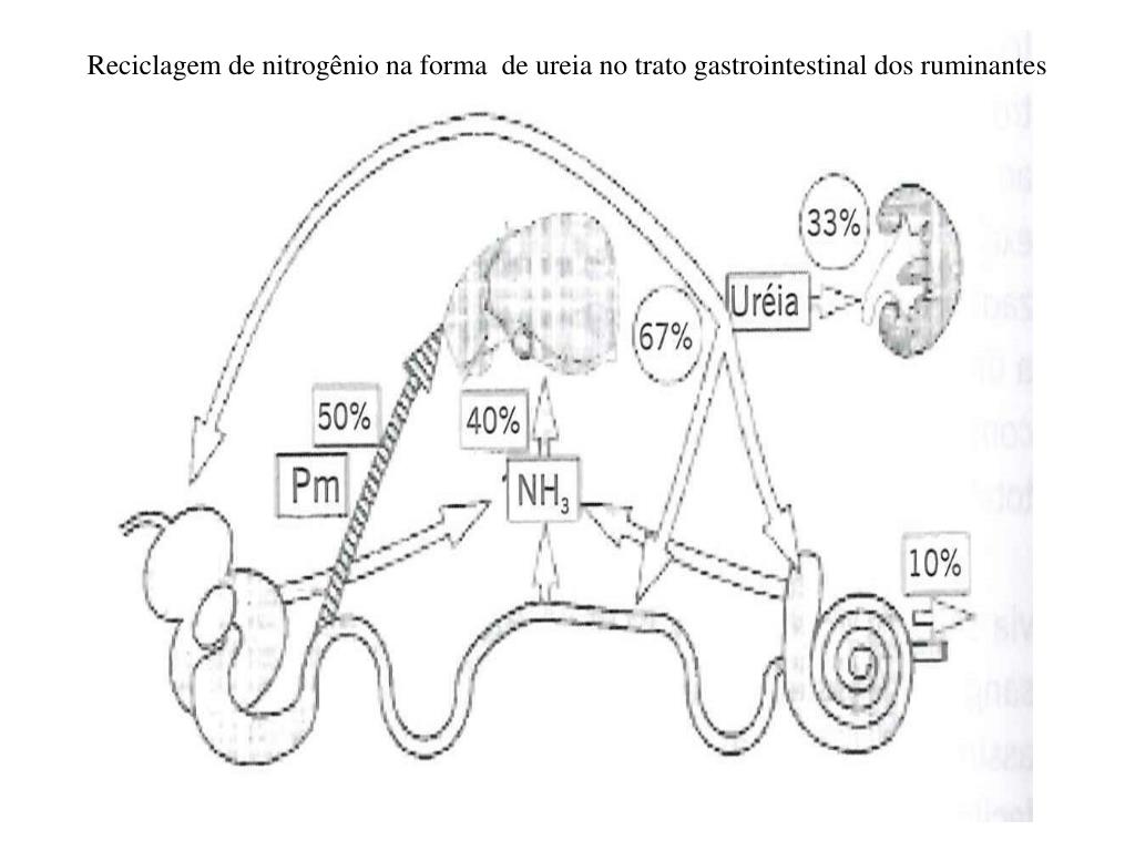 PPT Digestão, absorção e metabolismo visceral Disciplina Bioquímica