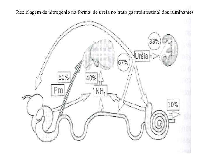 PPT Digestão, absorção e metabolismo visceral Disciplina Bioquímica