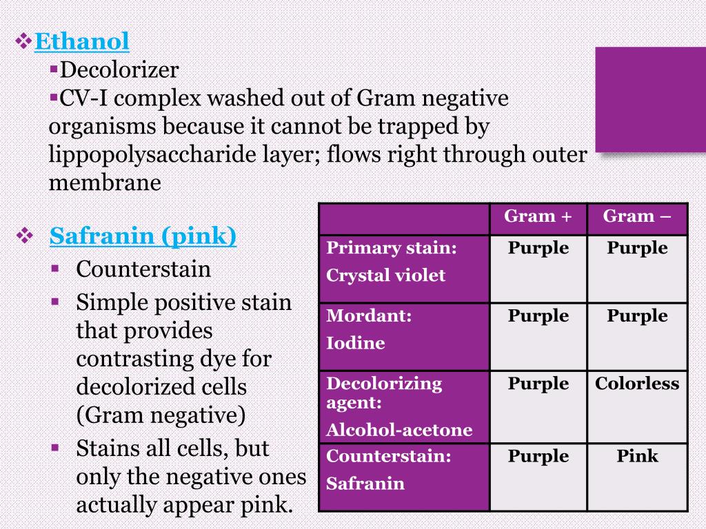 PPT Gram Stain PowerPoint Presentation, free download ID2381303