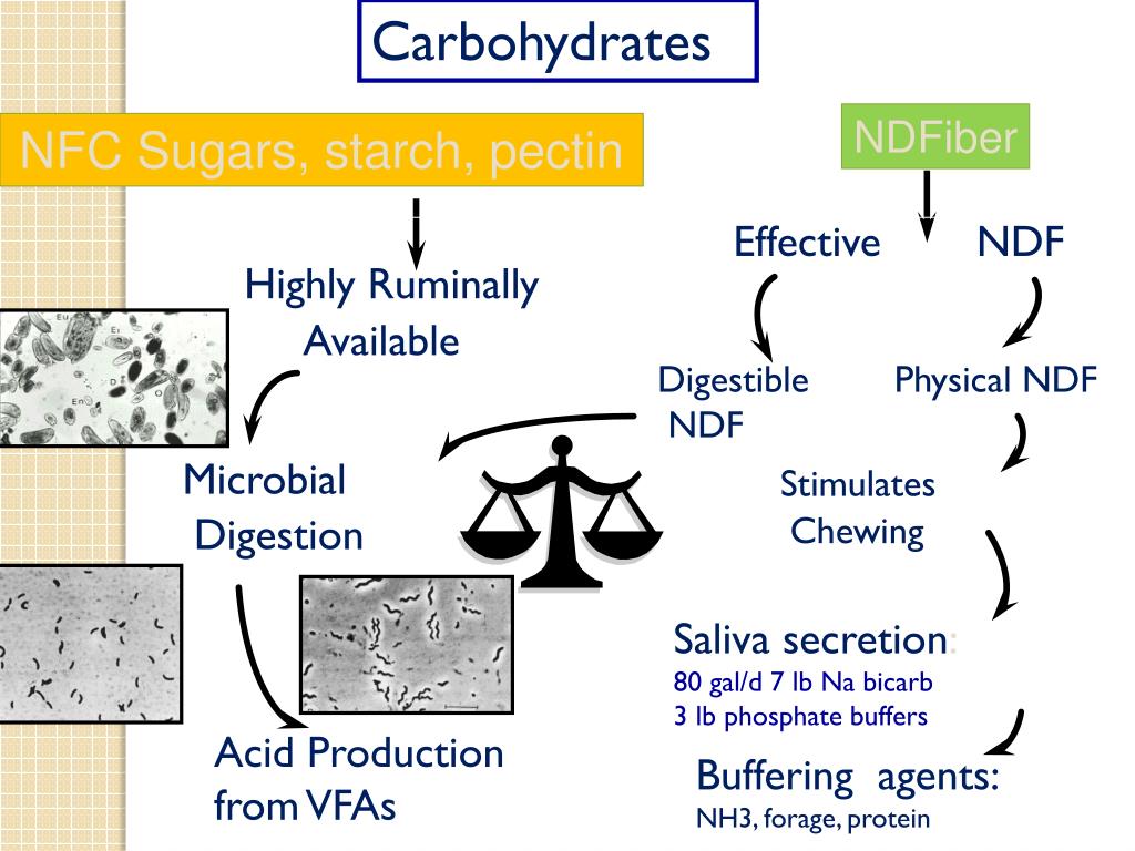 PPT Dairy Cattle Nutrition The Basics PowerPoint Presentation, free