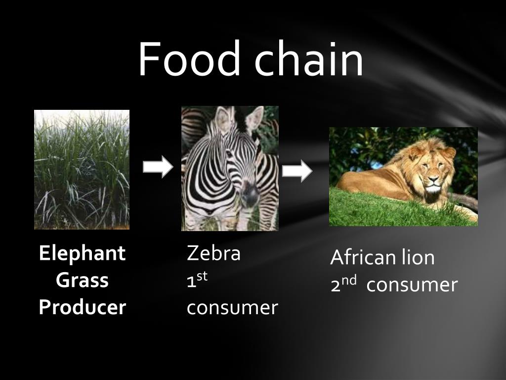 PPT African Savannas PowerPoint Presentation, free download ID2382990