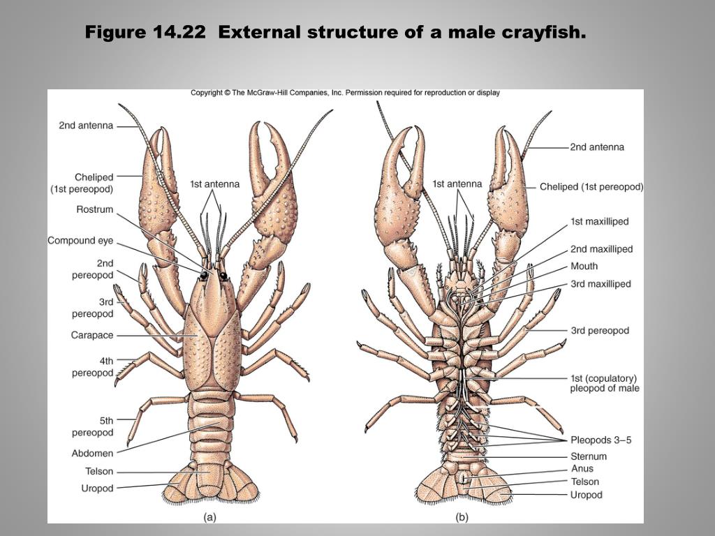 PPT Chapter 14 PowerPoint Presentation, free download ID2387971