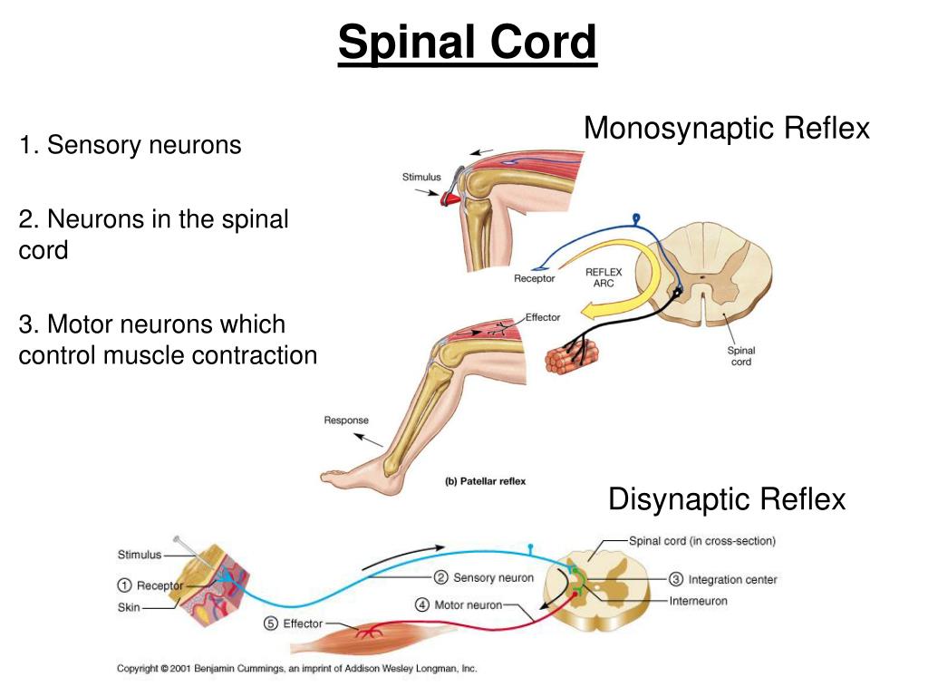 PPT The Skin PowerPoint Presentation, free download ID2389058